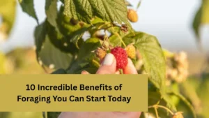 10 Incredible Benefits of Foraging You Can Start Today