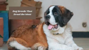 Dog Breeds That Drool the Most