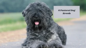 6 Pastoral Dog Breeds
