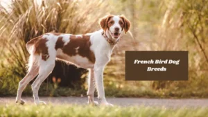 5 French Bird Dog Breeds