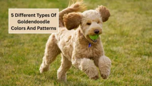 5 Different Types Of Goldendoodle Colors And Patterns