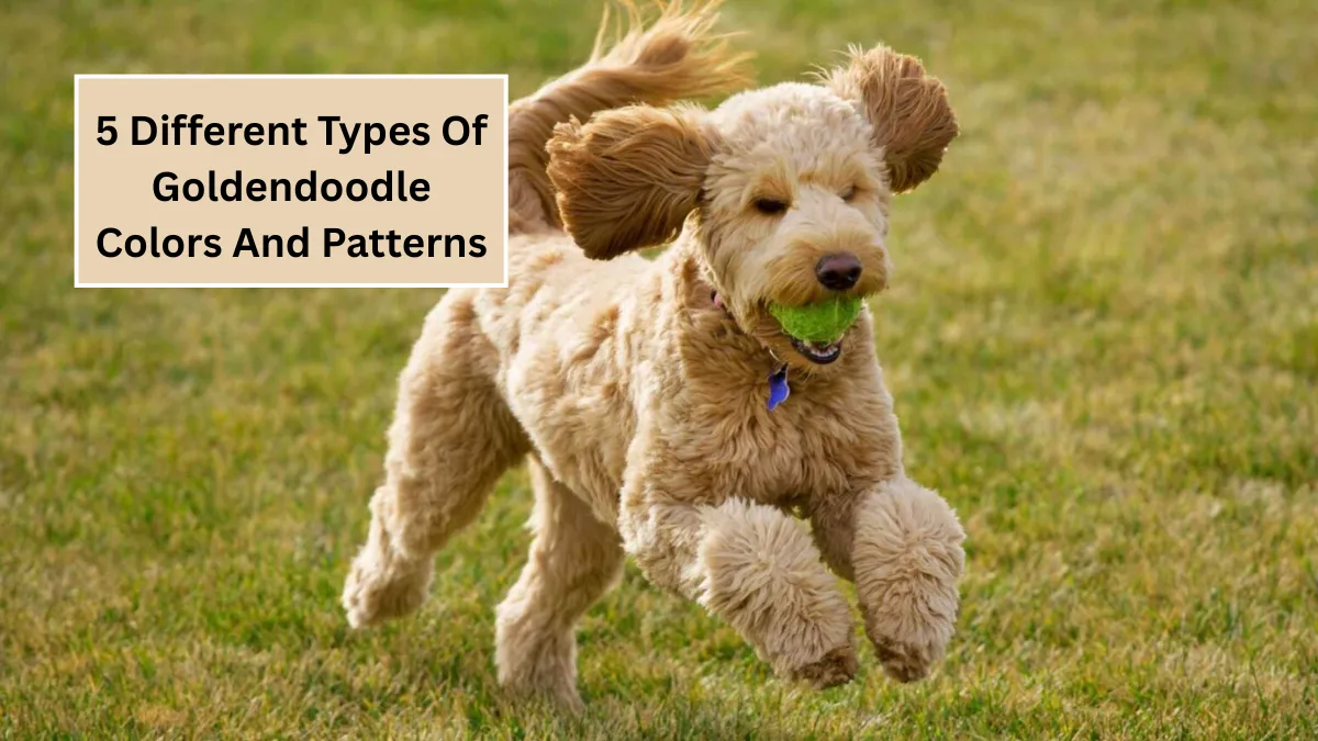 5 Different Types Of Goldendoodle Colors And Patterns