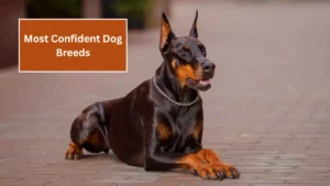 5 Most Confident Dog Breeds That Are Brave