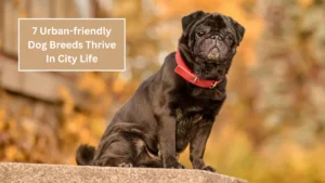 7 Urban-friendly Dog Breeds Thrive In City Life
