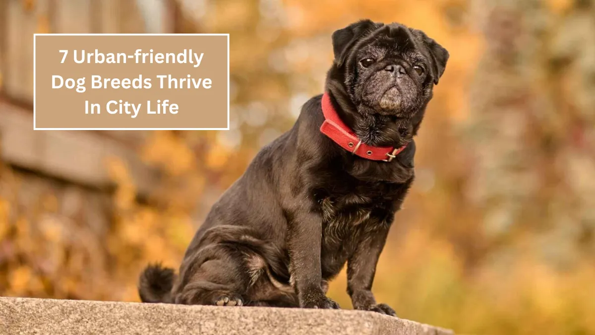 7 Urban-friendly Dog Breeds Thrive In City Life