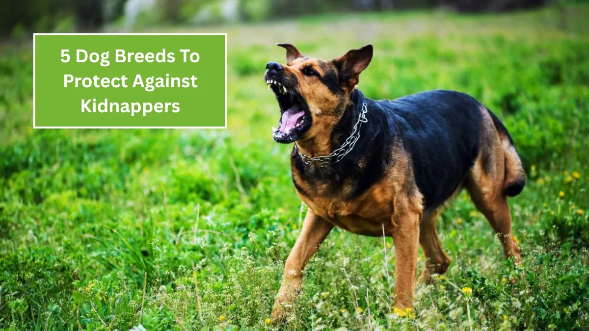 5 Dog Breeds To Protect Against Kidnappers